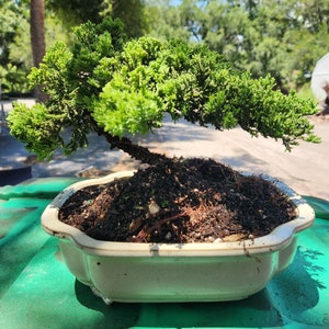 May include: A small bonsai tree with vibrant green foliage and a brown trunk. The tree is planted in a cream-colored, scalloped-edge ceramic pot filled with dark soil. The bonsai is set against a blurred outdoor background.