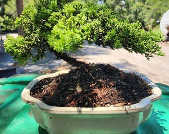 Traditional Juniper bonsai tree in 10 inch pot LARGER THEN LOOKS 12 yrs old