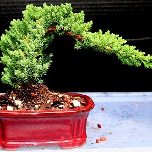 5yr old traditional Juniper bonsai tree in a 6inch pot