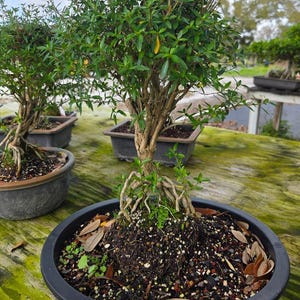 May include: A collection of bonsai trees in black ceramic pots. The trees have green leaves and exposed roots. The pots sit on a weathered wooden surface. The image is taken outdoors in natural light.