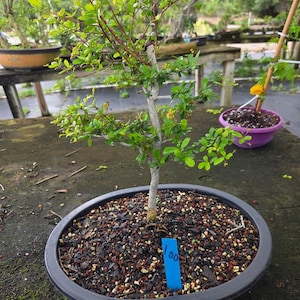 May include: A small bonsai tree with green leaves and thin branches planted in a dark gray oval pot filled with dark soil and small stones. A bright blue rectangular plant marker with the handwritten number 100 is inserted into the soil.
