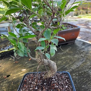 Lousbonsai.com New indoor 18yr old beginner ficus retusa bonsai tree for the beginner