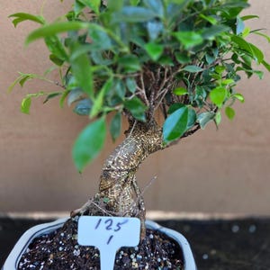 Importierte Ficus Retusa Bonsai Baum 15 Jahre Alte Zimmerpflanze versandkostenfrei