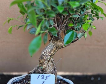 Importierte Ficus Retusa Bonsai Baum 15 Jahre Alte Zimmerpflanze versandkostenfrei