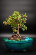 Dwarf Mini Cherry tree that makes real pink and yellow blooms followed by cherries you can eat. Yes you can
