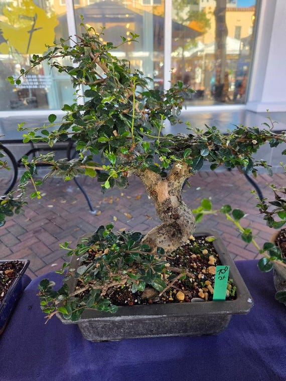 bonsai dracaena marginata Dracaena Marginata Tree Houseplant with Planter - Large (2' to 3' tall) Sea Glass Planter main image 1