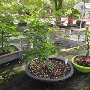 Könnte beinhalten: Ein kleiner Bonsai-Baum mit leuchtend grünen Blättern in einem dunkelgrauen, runden Topf. Der Topf ist mit Erde und kleinen Steinen gefüllt. Weitere Bonsai-Bäume sind im Hintergrund auf einem Holztisch zu sehen.