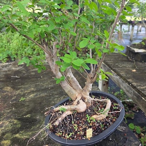 May include: A multi-trunk bonsai tree with light green leaves and exposed woody roots planted in a dark oval container. The soil surface is covered with small green ground cover plants and a small yellow identification tag is visible in the soil.