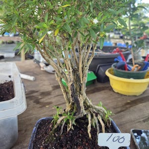 Lousbonsai MOUNT FUJI  White Flowering Serissa bonsai tree. Styled  FREE shipping
