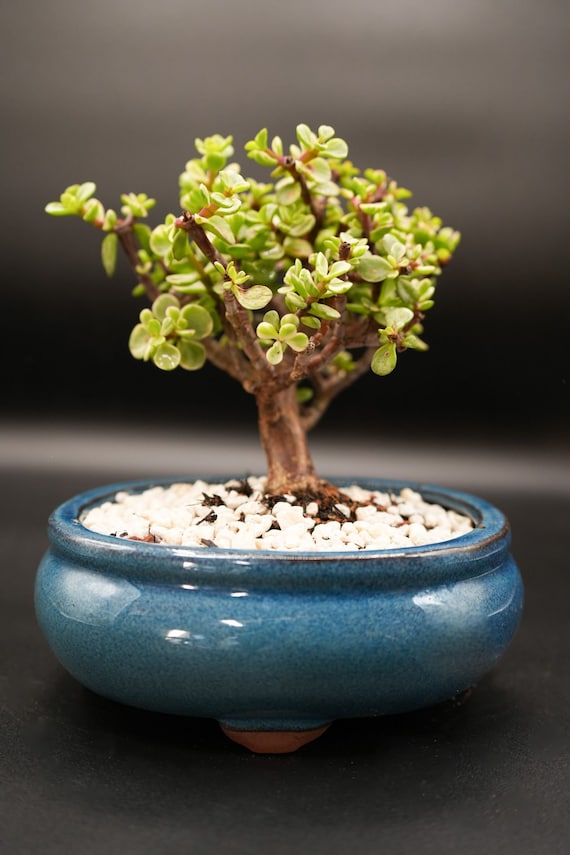 Lousbonsai albero di giada bonsai da interno nano variegato