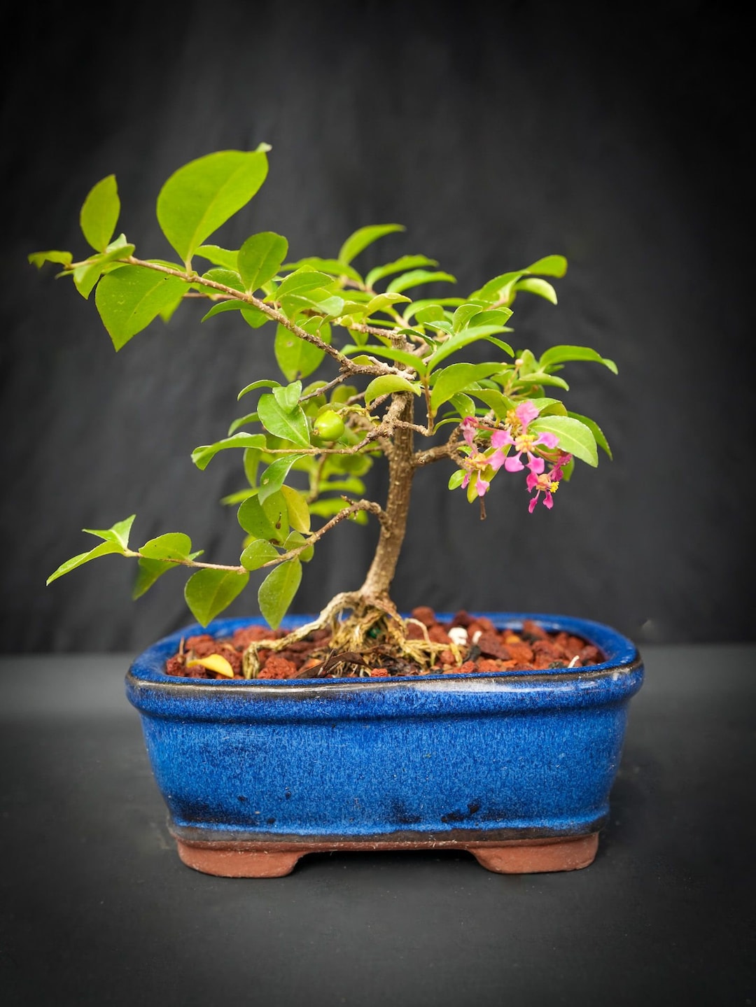 Dwarf Weeping Cherry Bonsai Tree: Edible Fruit & Flowers - Etsy