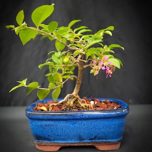 May include: A small bonsai tree with green leaves and pink flowers in a blue ceramic pot. The tree is growing in a bed of brown gravel.