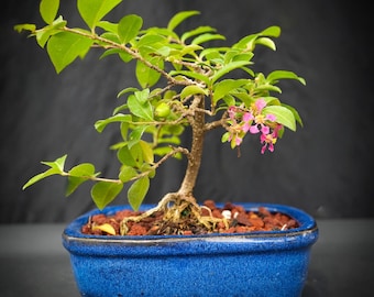 Dwarf Weeping Cherry Bonsai Tree: Edible Fruit & Flowers - Etsy