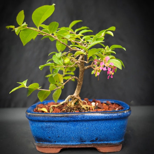 Lousbonsai.com dwarf Cherry bonsai tree that weeps, real fruit you can eat and flowers 3x yr