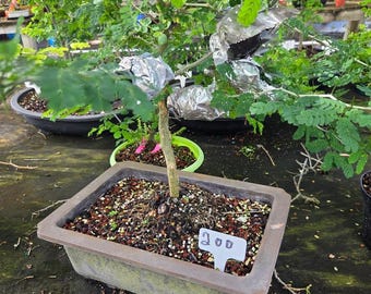 Brazilian Raintree Bonsai: Beginner-Friendly Indoor Tree (10 inch pot)  XL