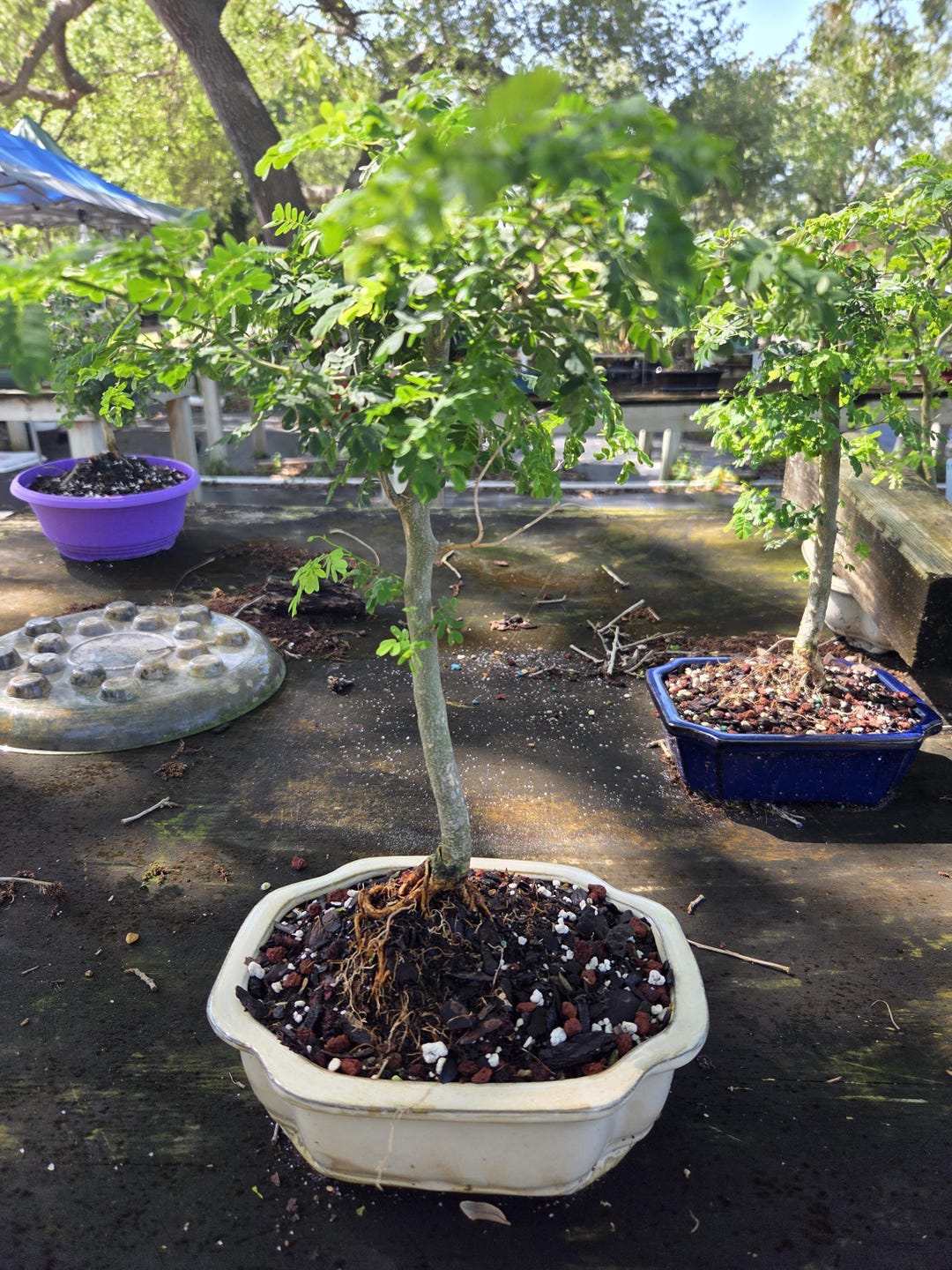 10 Year Old Brazilian Raintree Bonsai Tree Great for Indoors - Etsy