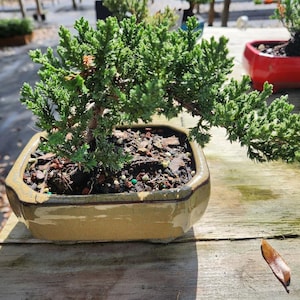 Lousbonsai.com Beginner indoor Juniper bonsai tree for the true beginner. SALE