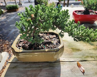 Beginner Juniper Bonsai Tree: Easy Care Indoor Plant