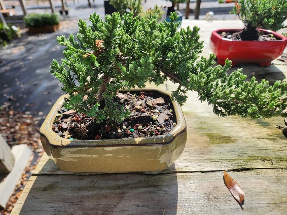 Beginner Juniper Bonsai Tree: Easy Care Indoor Plant