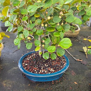 May include: A Ficus retusa bonsai tree with glossy, rounded green leaves and small, pale spherical fruits. The tree is planted in a shallow, oval-shaped blue ceramic pot filled with dark soil mixed with small red and white decorative stones.