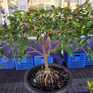 Fruiting Cherry Bonsai Tree: Pink, Yellow Blooms, Edible Cherries (10 Inch  Pot) - Etsy