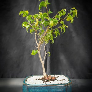 Lousbonsai.com Ficus too little bonsai tree for the indoor location.  Easy to care for