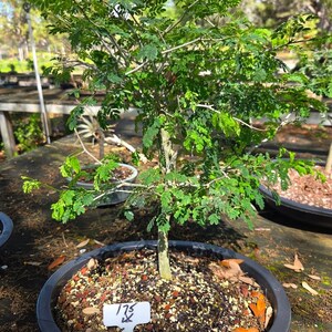 Raintree bonsai - Etsy.de