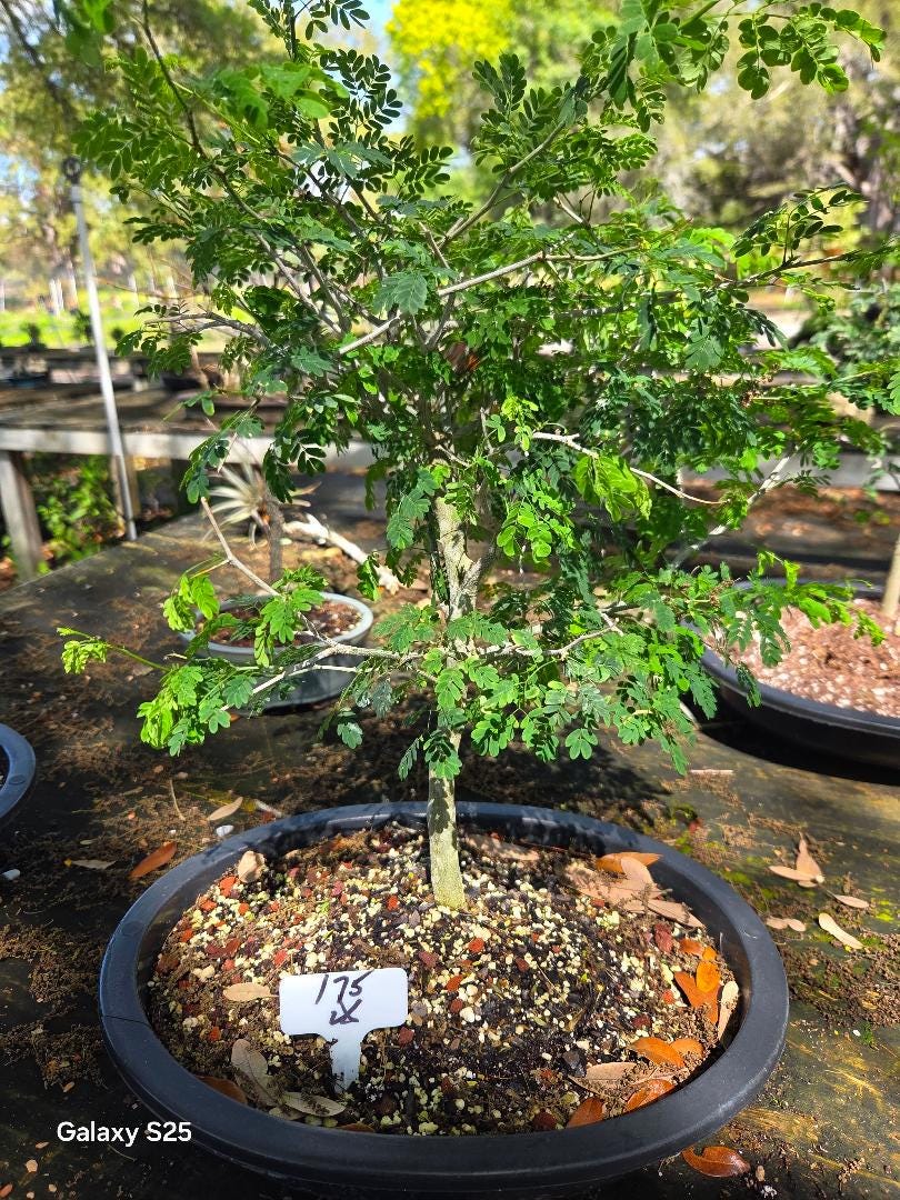 Lousbonsai.com Prebonsai Brazilian Raintree Save Money Use Your Own Pot.  14-18 Inches Tall - Etsy Finland