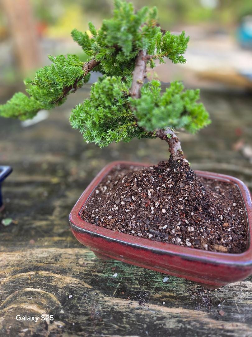 clay bonsai 12.3" (31.4cm) Large Traditional Yixing Clay Oval Handmade Bonsai Pot   Mypotscape