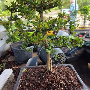 pinus mugo mops bonsai Mitsch's Mini Mugo Pine main image 0