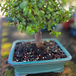 Dwarf Jade Beginner Bonsai Tree: Yellow Split Trunk