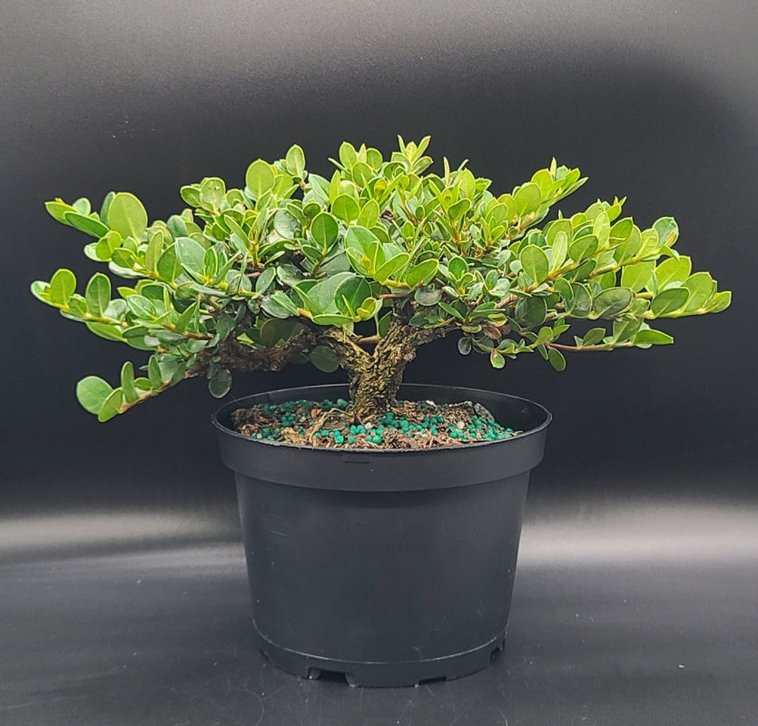 Carissa Pre Bonsai Tree Just Needs a Pot Etsy