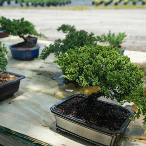Juniper bonsai trees 8inch pot. We have 100 that look just like this.