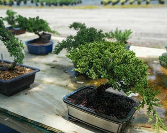 Juniper bonsai trees 8inch pot. We have 100 that look just like this.