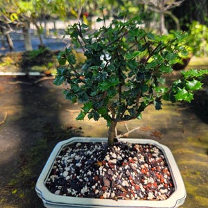 Lousbonsai.com brand new mini dwarf holly bonsai tree. Beginner indoor Flowers 3x a year