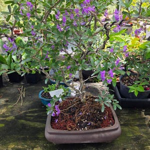 May include: A bonsai tree with purple flowers and green foliage, planted in a brown rectangular pot. The image is taken outside, with other plants visible in the background. The tree's roots are exposed.