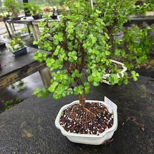 Può includere: Un bonsai di Portulacaria afra con piccole foglie succulente rotonde di colore verde brillante e fusti legnosi marroni. La pianta è in un vaso di ceramica bianco esagonale riempito di terriccio scuro e perlite, con una piccola etichetta.