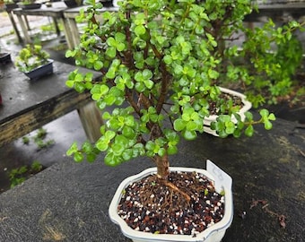 JADE IN 8INCH POT  beginner tree easy easy