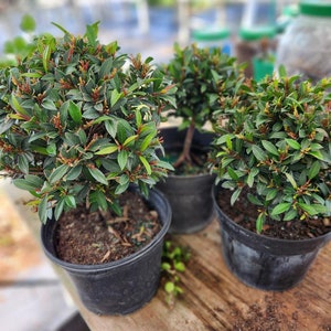 May include: Three small, round, green plants with red-tipped leaves in black plastic pots sit on a wooden surface. The plants are in focus, with a blurred background of a nursery setting.