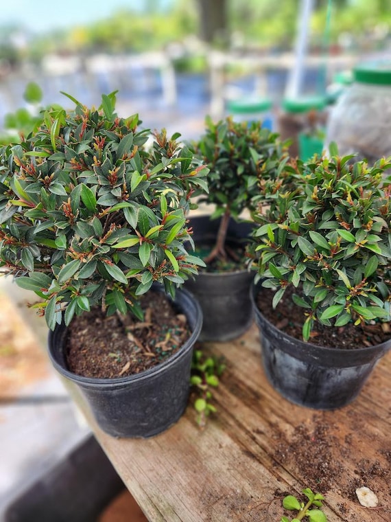 Dwarf Brush Cherry Bonsai Tree - Indoor Plant in 5/6 Inch Pot - Etsy