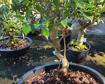 fiddle leaf fig artificial tree 7' Fiddle Leaf Fig Tree FP1402 main image 1