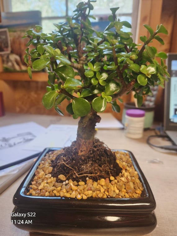 how long do bonsai trees take to grow Grow Your Own Bonsai Tree Kit main image 1