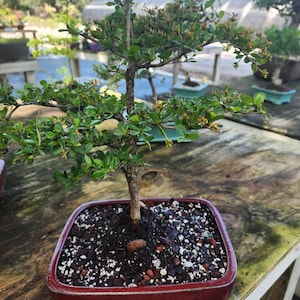 May include: A small bonsai tree with green leaves and small brown buds. The tree is planted in a rectangular, red ceramic pot. The soil is dark with white and red accents. The background shows other bonsai trees and a wooden table.
