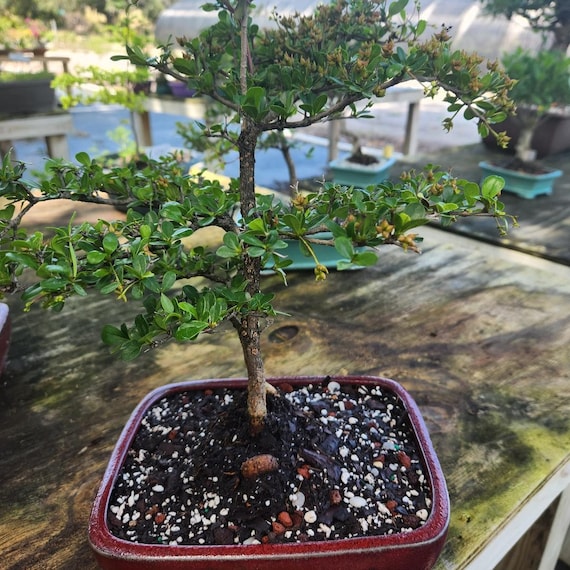 Lousbonsai.com groer schwarzer oive Bonsai Baum. Innen. Dies ist der Baum,  den Sie erhalten - Etsy.de