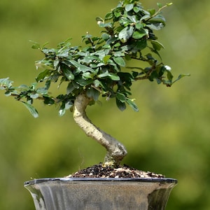 Flowering and fruting fukien tea bonsai tree from china