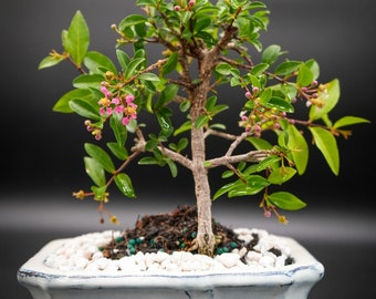 Dwarf Weeping Cherry Bonsai Tree: Pink & Yellow Flowers, Mini Cherries