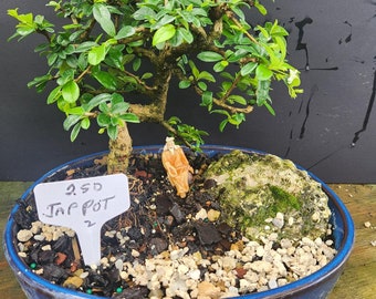 Fukien Tea Bonsai Tree: S-shaped Indoor Garden - Etsy