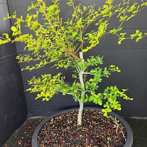 May include: A bonsai tree with a slender, light-colored trunk and numerous thin branches extending outward. The tree features small, vibrant lime-green leaves and reddish-brown stems, planted in a round, dark-colored plastic container filled with dark soil.