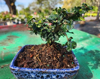 Lousbonsai.com brand new mini dwarf holly bonsai tree. Beginner indoor Flowers 3x a year