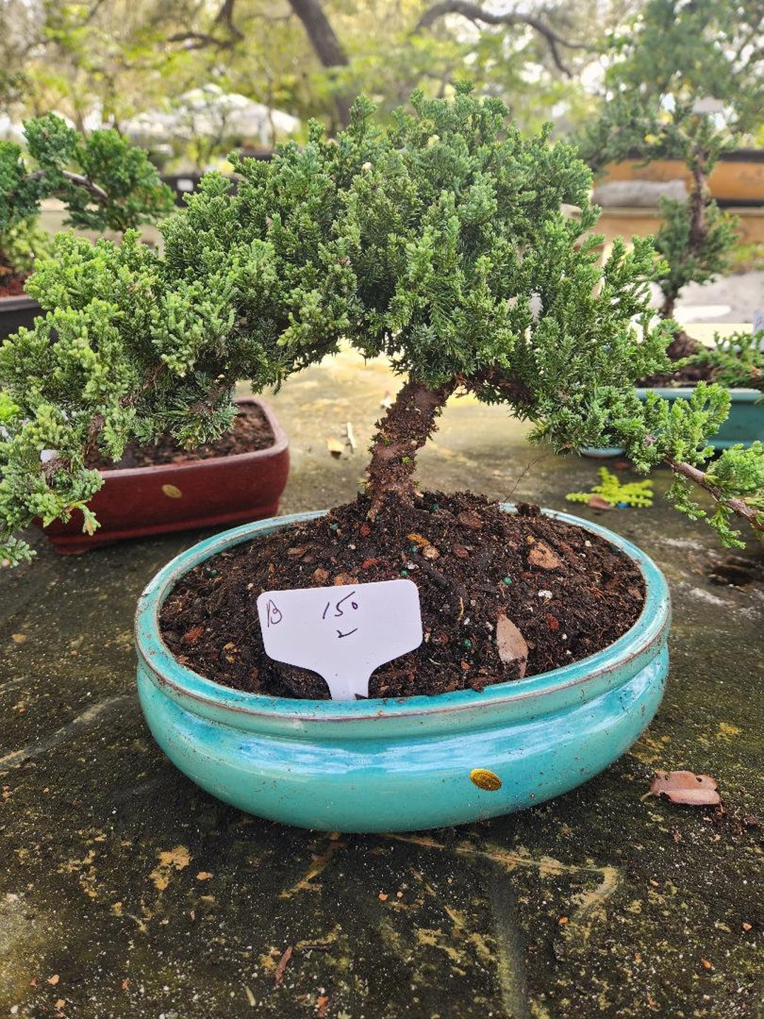 Juniper in 12 Inch Pot. Styled. Bonsai Tree for Bonsai Traditionalist Etsy